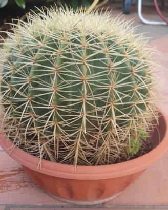 Cactus di varie dimensioni