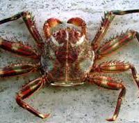 Granchio Percnon Gibbesi