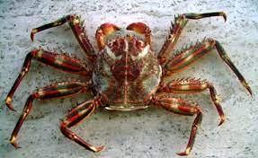 Granchio Percnon Gibbesi