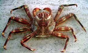 Granchio Percnon Gibbesi