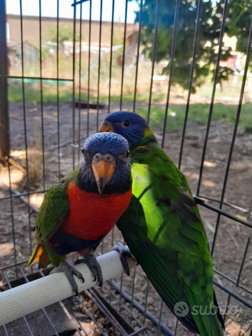 Lori arcobaleno - Animali In vendita a Viterbo