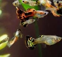 Guppy