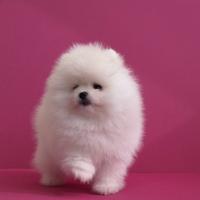 Pomerania