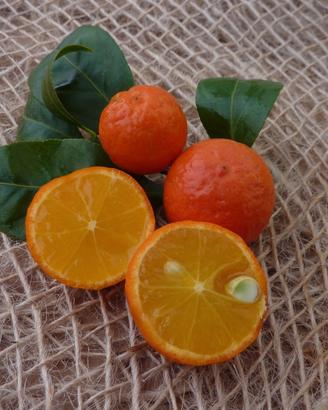 pianta limetta rossa 