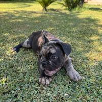 Bulldog francese maschio 3 mesi