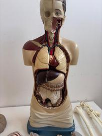 modello busto anatomico 1/1 vintage