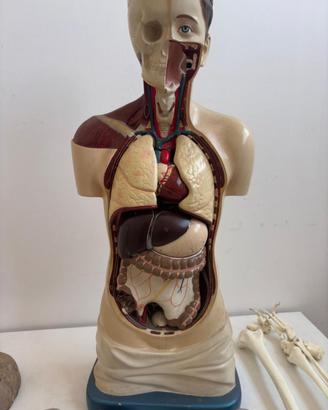 modello busto anatomico 1/1 vintage
