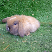 Conigli ariete mimilop