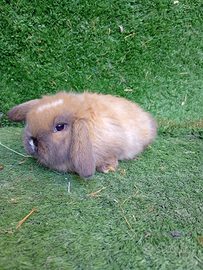 Conigli ariete mimilop