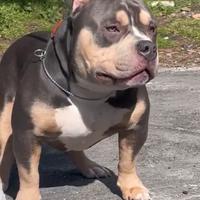 AmericanBully top maschio