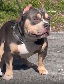 AmericanBully top maschio