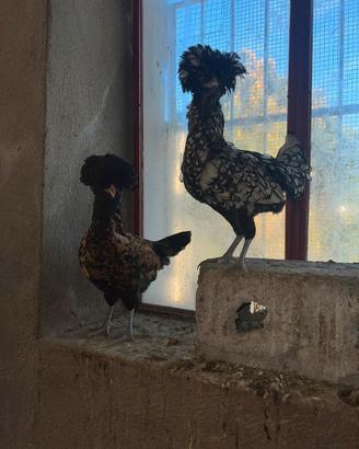 Galline Padovane
