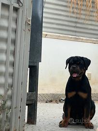 Rottweiler