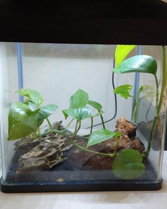 Terrario con granchio vampiro