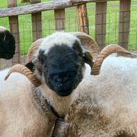 Maschio schwarznasenschaf