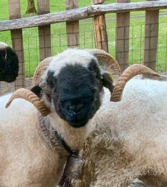 Maschio schwarznasenschaf