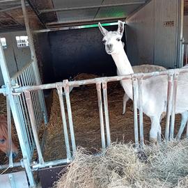 Lama super eccezionalei