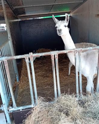 Lama super eccezionalei