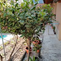Pianta alloro
