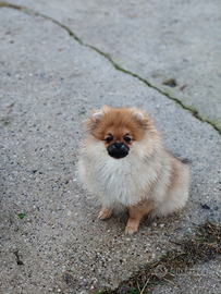Cucciola Pomerania femmina