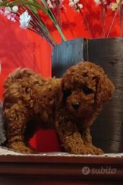 Barboncina con pedigree Enci e test genetici
