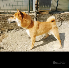 Shiba inu
