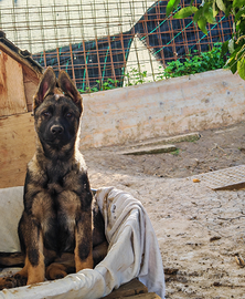 Pastore tedesco grigione