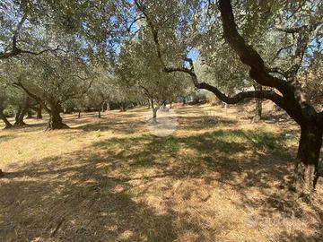 TER. AGRICOLO A MARCELLINA
