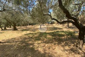 TER. AGRICOLO A MARCELLINA