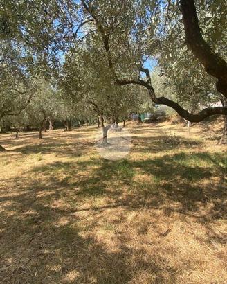 TER. AGRICOLO A MARCELLINA