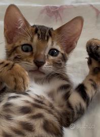 Disponibili cuccioli di gatto del bengala