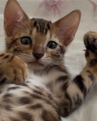Disponibili cuccioli di gatto del bengala