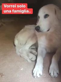 Cucciolo di maremmano splendido e dolce