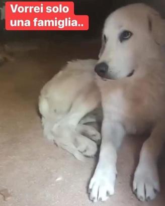 Cucciolo di maremmano splendido e dolce