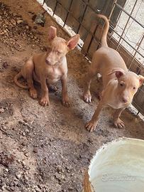 Cuccioli cirneco dell’Etna