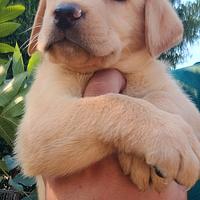 Disponibile ultima cucciola di labrador