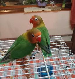 Inseparabili agapornis