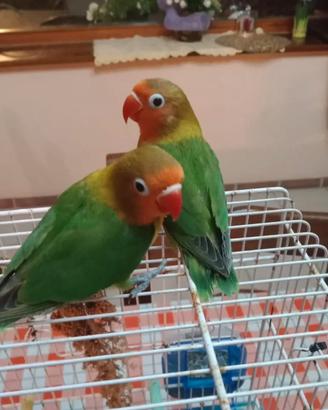 Inseparabili agapornis