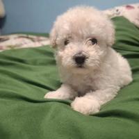 Barboncina toy bianca