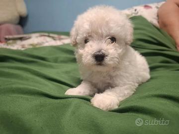 Barboncina toy bianca