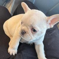 Bulldog francese platinum