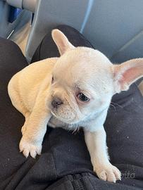 Bulldog francese platinum