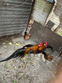 Galline ornamentali Phoenix collo oro