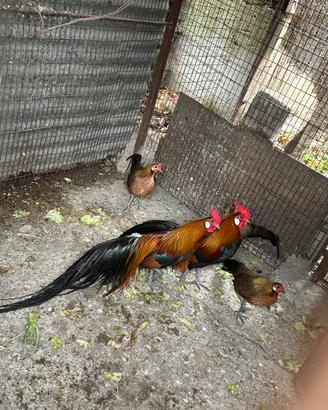 Galline ornamentali Phoenix collo oro