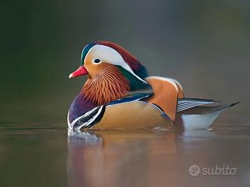 Animali ornamentali