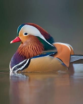 Animali ornamentali