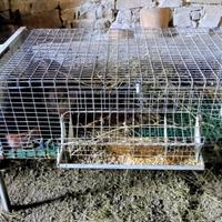 Conigliera per 2 fattrici