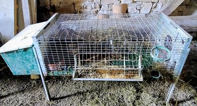 Conigliera per 2 fattrici