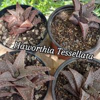 haworthia Tessellata 