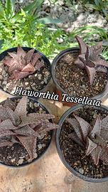 haworthia Tessellata 
